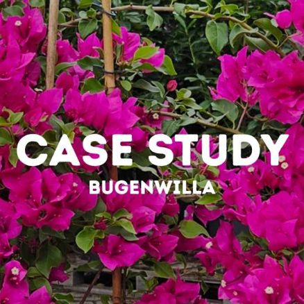 Case Study: Jak odratowaliśmy BUGENWILLE?